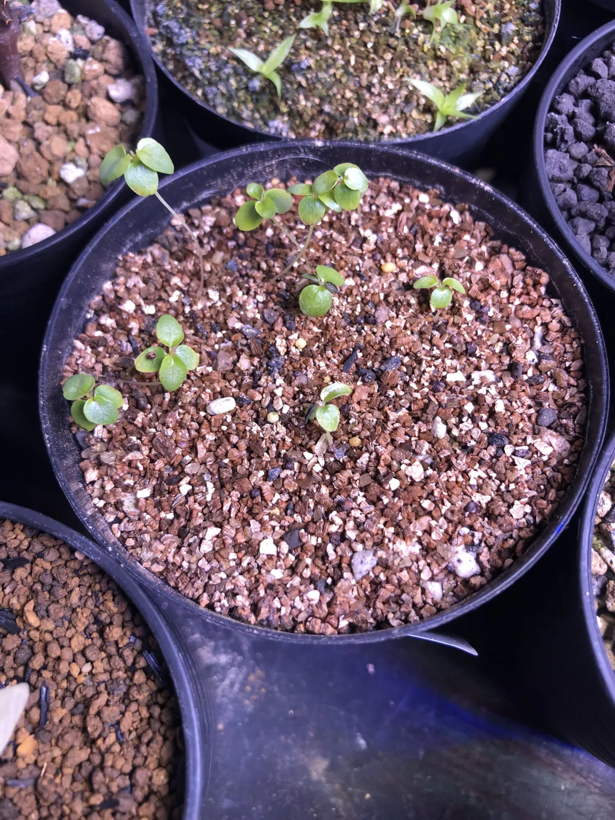 Ficus petiolaris (フィカス ペティオラリス)