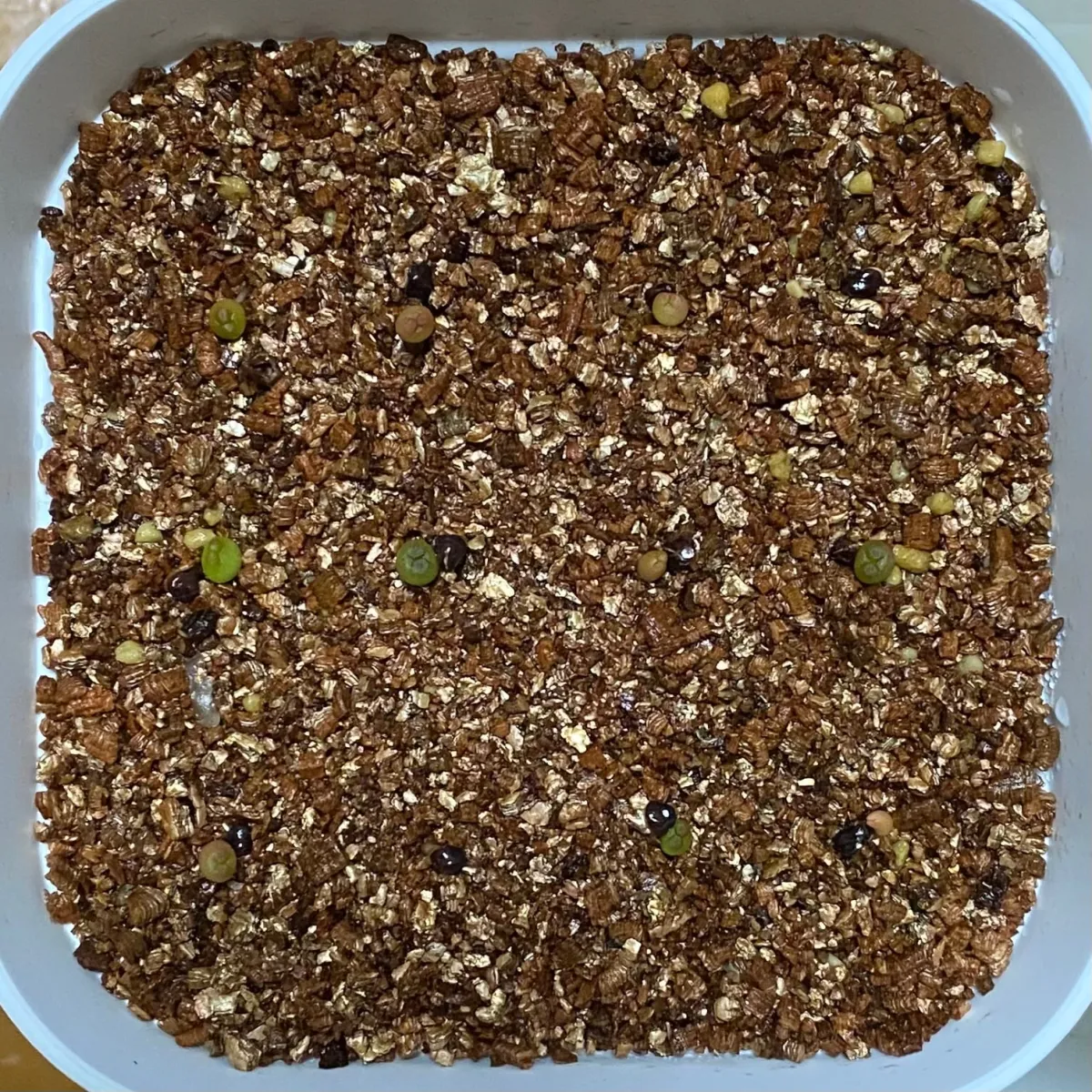 Astrophytum asterias var. nudum (アストロフィツム 瑠璃兜)