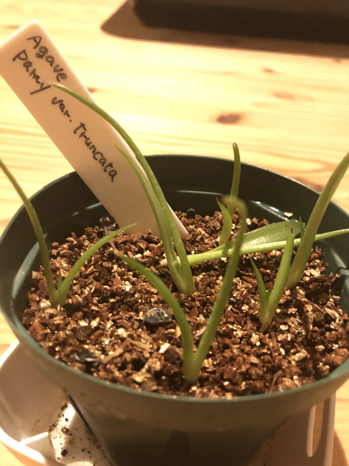 Agave parryi var. truncata (アガベ パリー トランカータ)