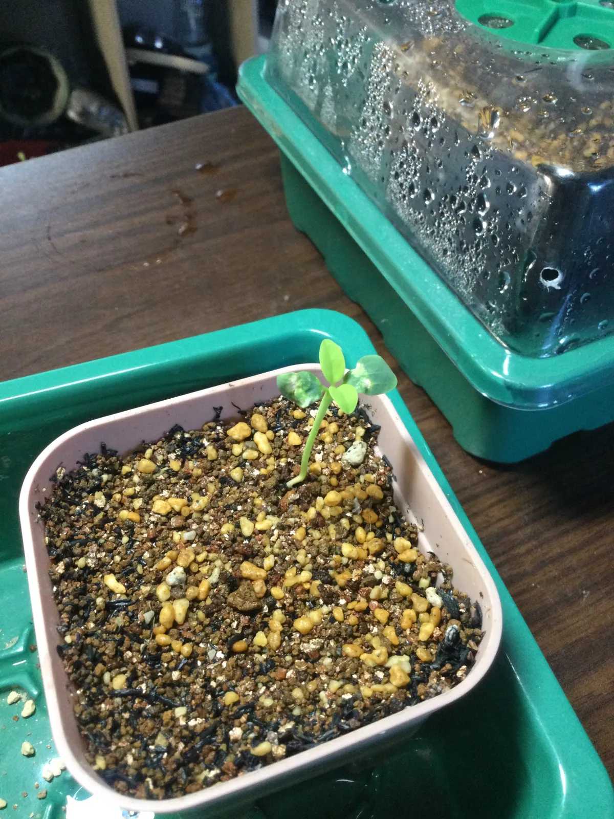 Euphorbia longituberculosa (ユーフォルビア ロンギツベルクローサ)