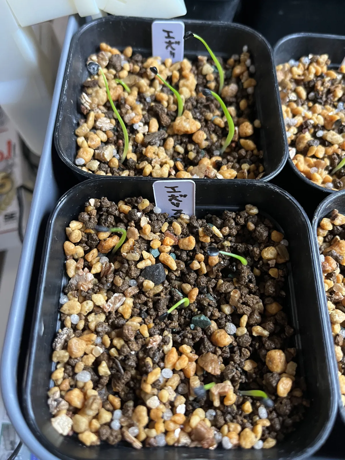 Agave utahensis var. eborispina (アガベ エボリスピナ)