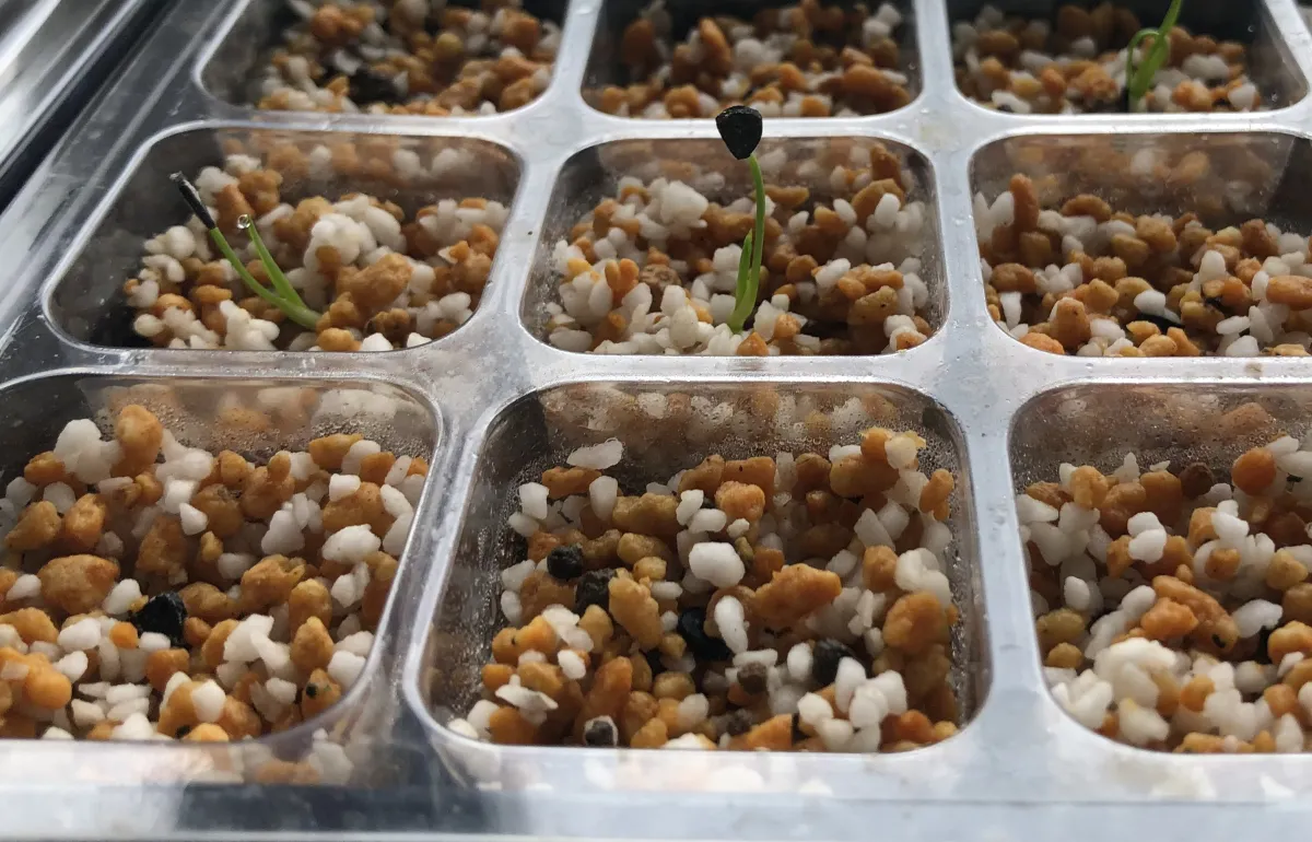 Yucca rostrata (ユッカ ロストラータ)