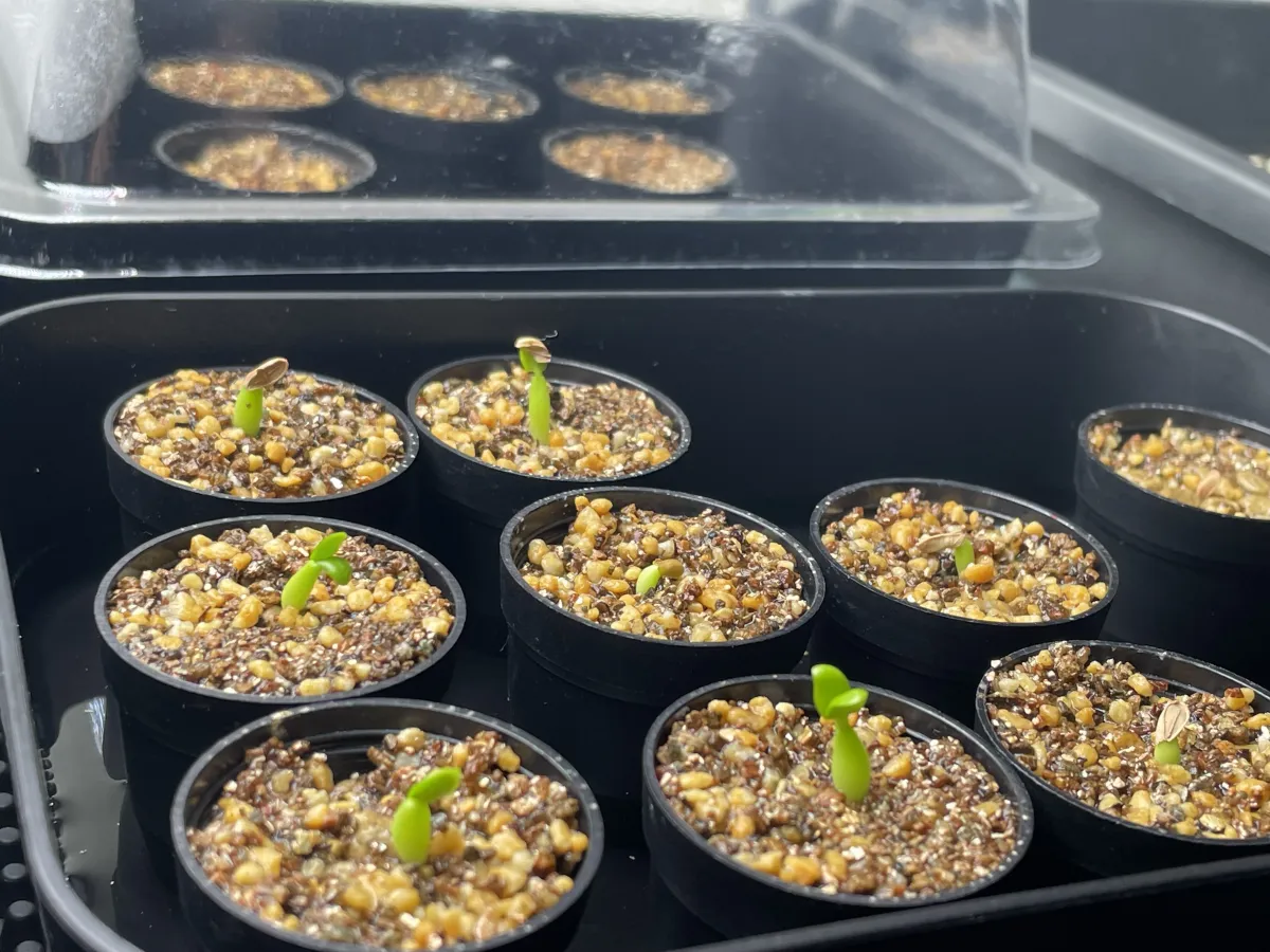 Pachypodium succulentum (パキポディウム サキュレンタム 天馬空)