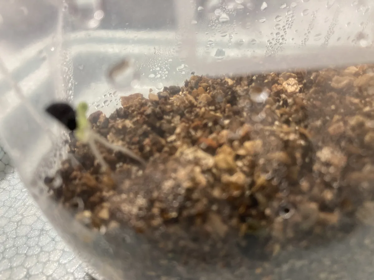 Yucca rigida (ユッカ リギダ)