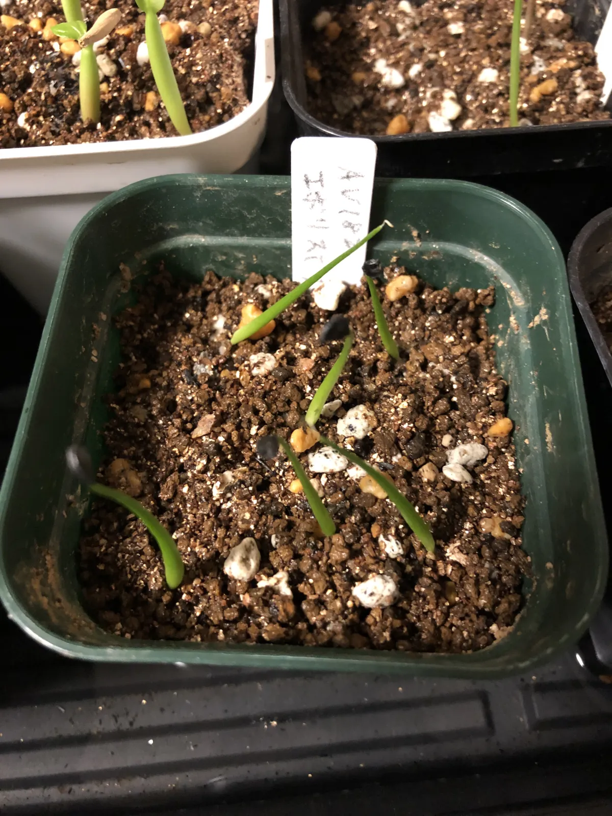 Agave utahensis var. eborispina (アガベ エボリスピナ)