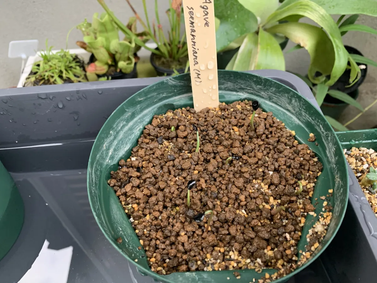 Agave seemanniana (アガベ シーマニアナ)