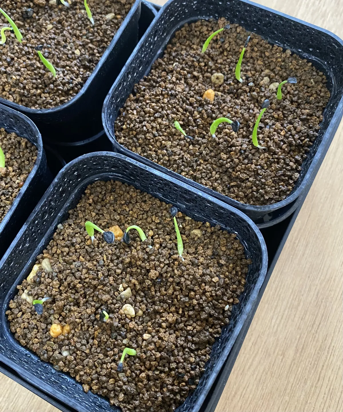 Agave utahensis var. eborispina 'Hayford' (アガベ エボリスピナ ヘイフォード)