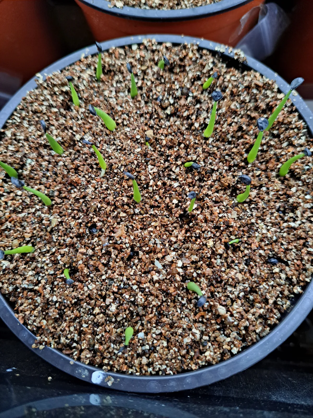 Agave utahensis var. nevadensis (アガベ ユタエンシス ネヴァデンシス)