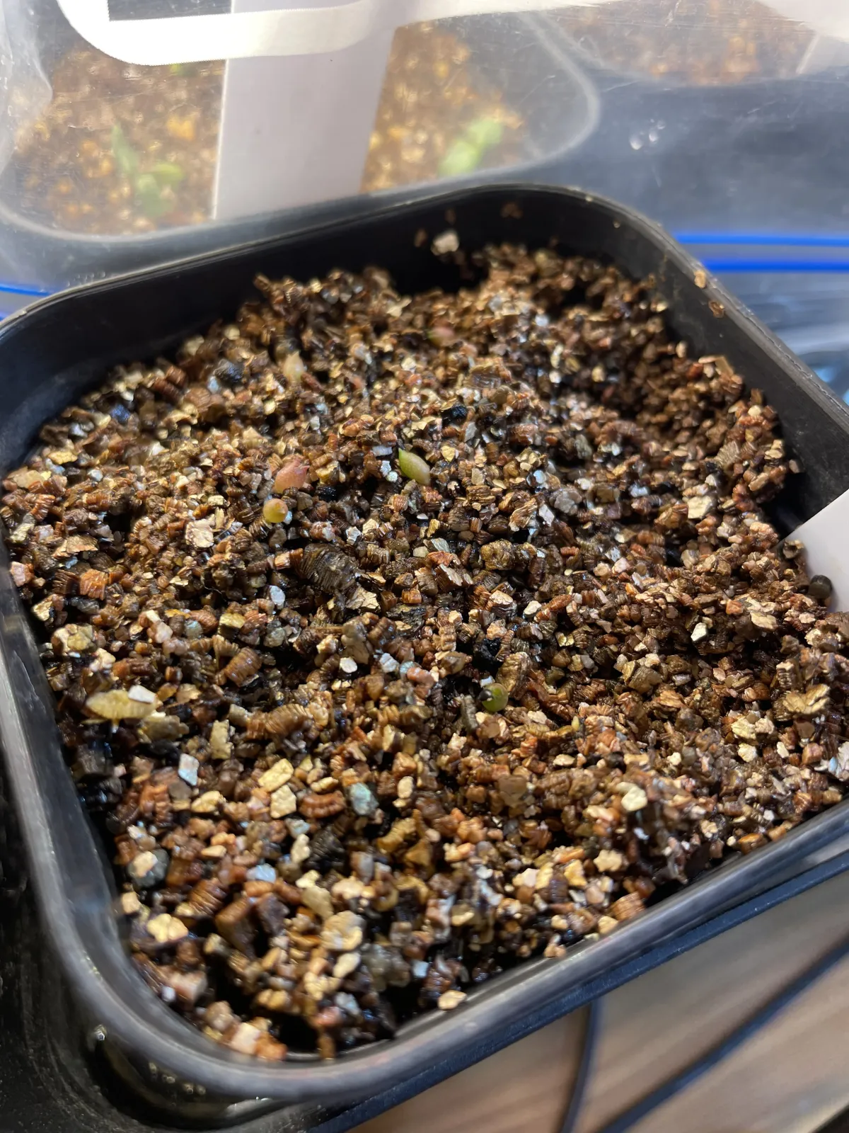 Ferocactus latispinus (フェロカクタス ラティスピナス 日の出丸)