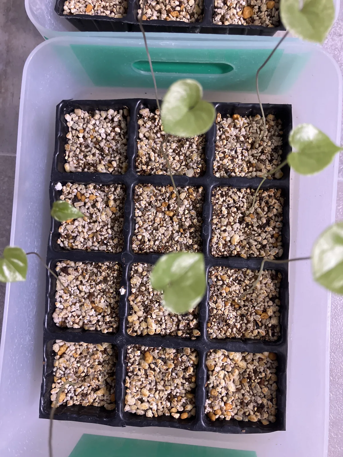 Dioscorea elephantipes (ディオスコレア エレファンティペス アフリカ亀甲竜)