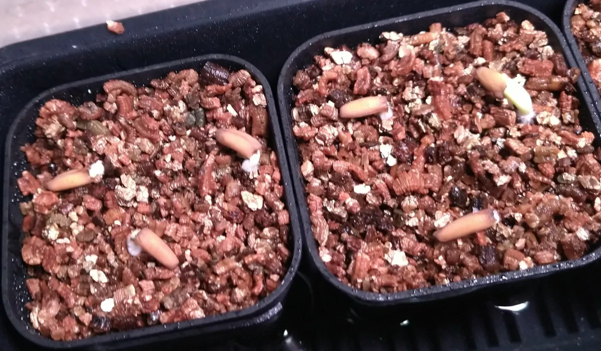 Adenium arabicum (アデニウム アラビカムゴッジ)