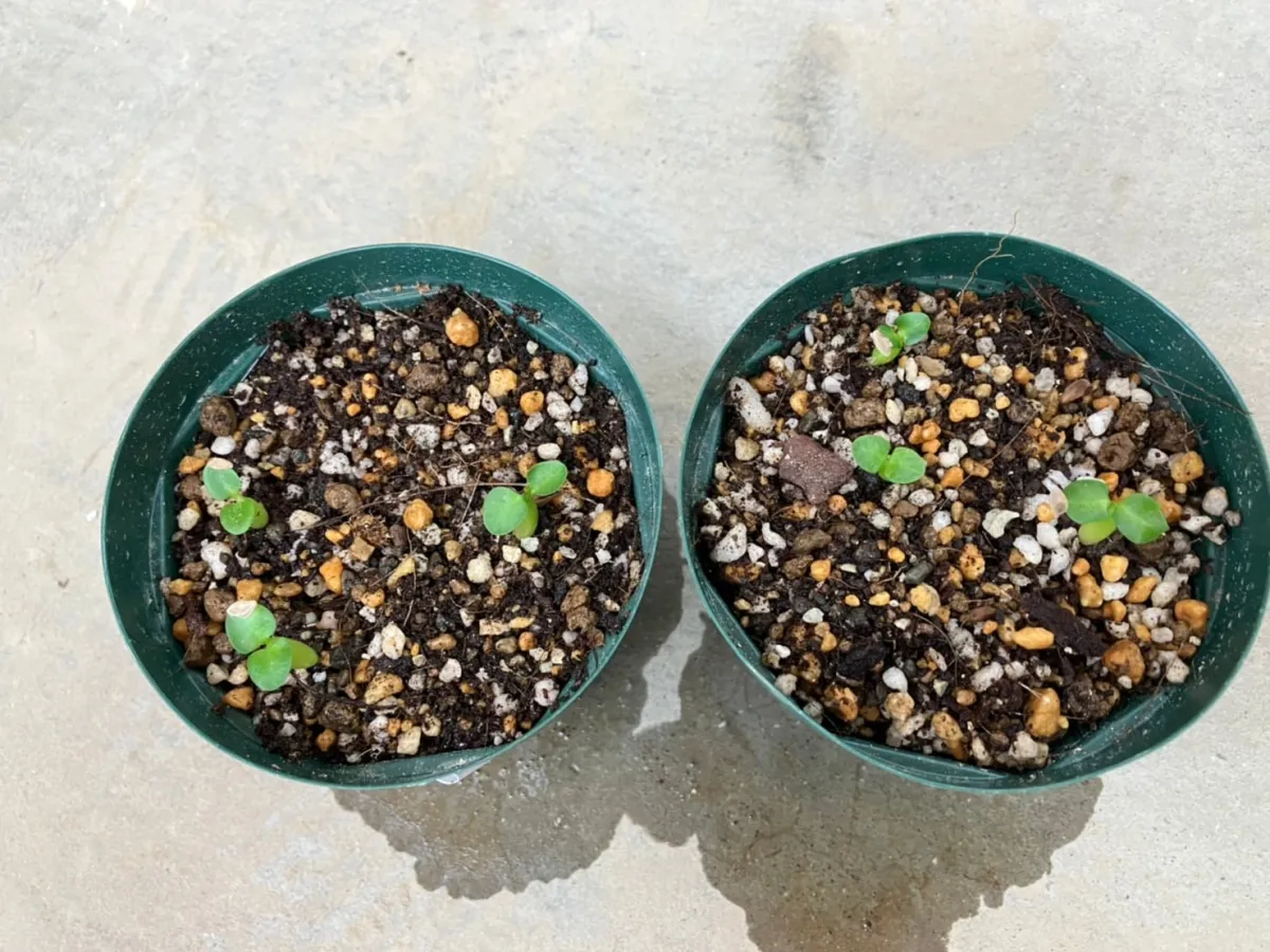 Pachypodium succulentum (パキポディウム サキュレンタム 天馬空)