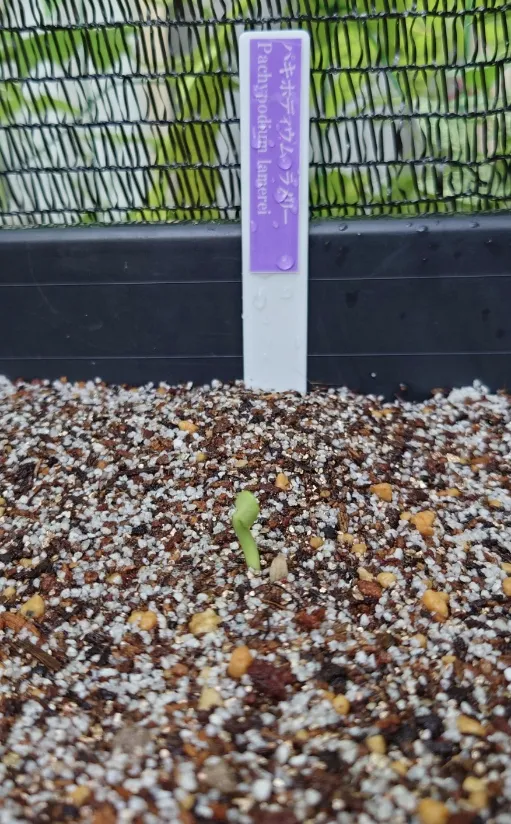 Pachypodium lamerei (パキポディウム ラメレイ 夢叶棒)