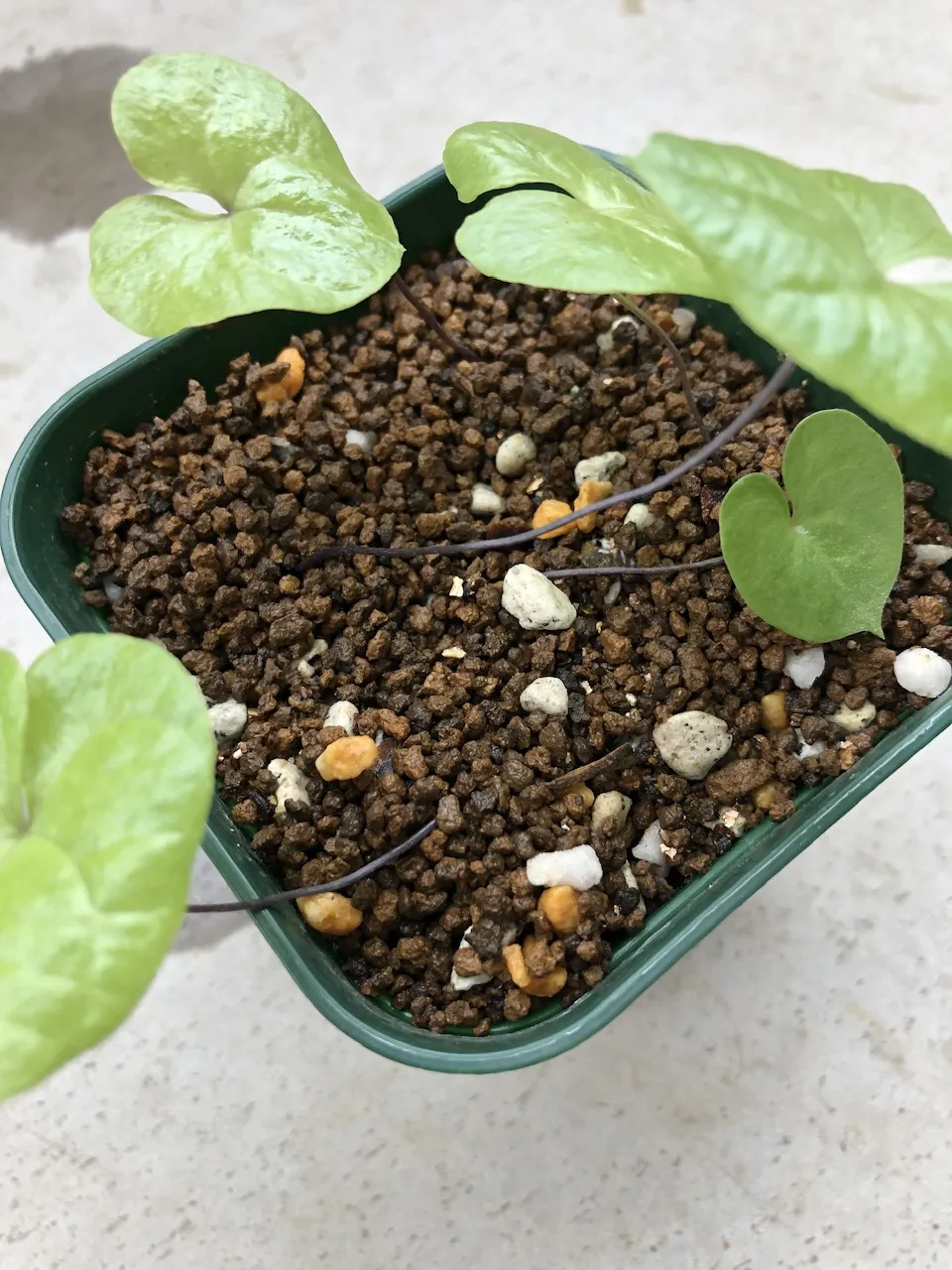 Dioscorea elephantipes (ディオスコレア エレファンティペス2023F)