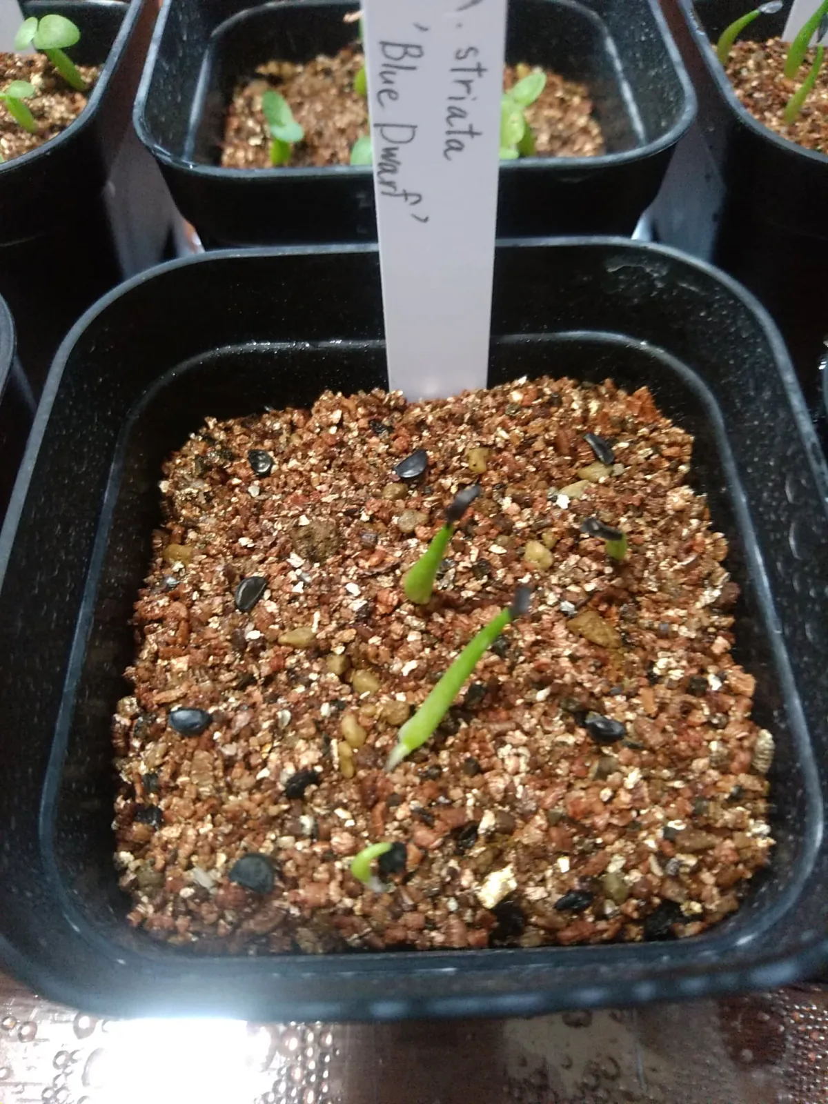 Agave striata subsp. striata Blue Dwarf (アガベ ストリアータ ブルードワーフ)