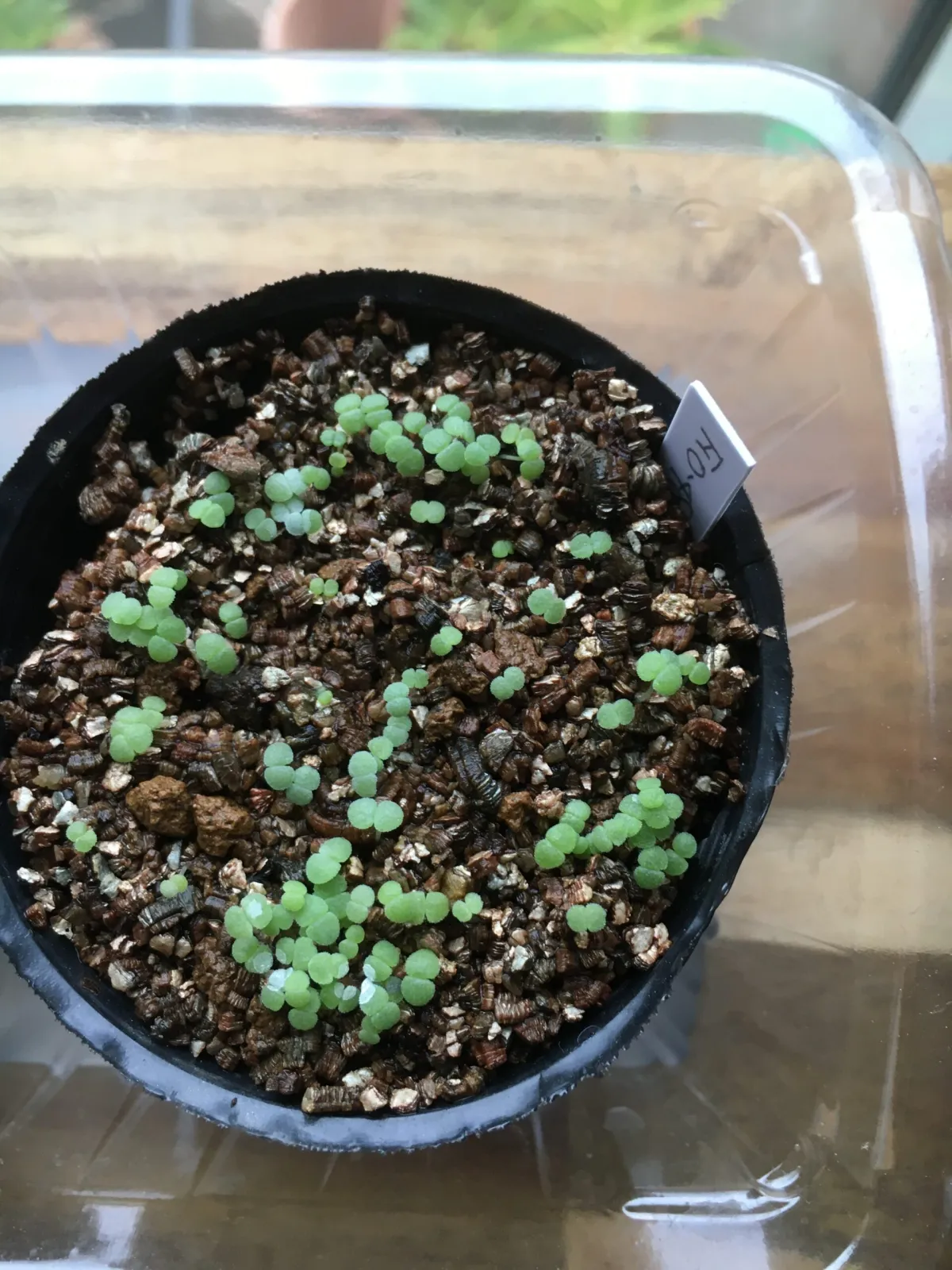 Echeveria hyalina FO-48 (エケベリア FO-48)