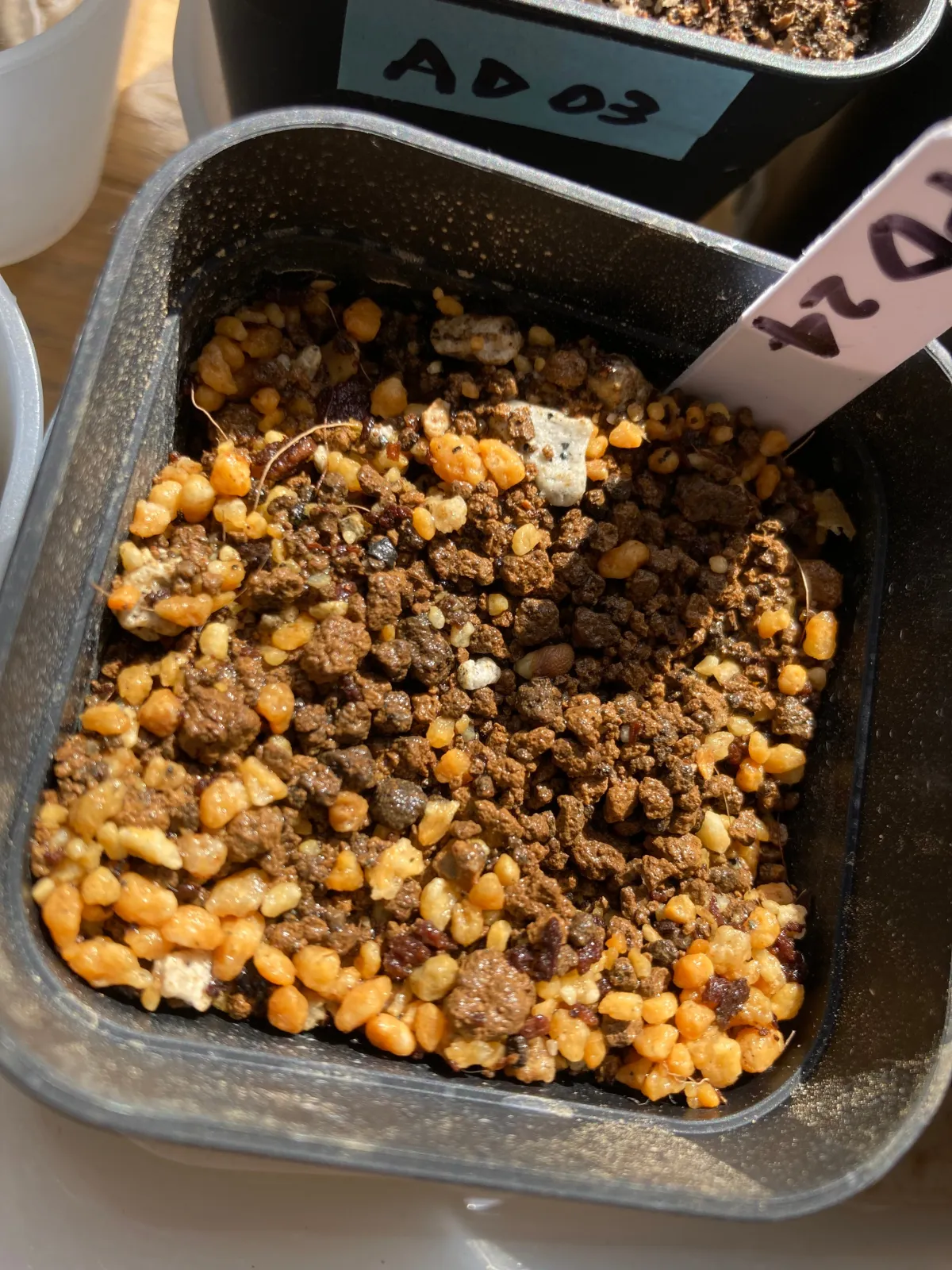 Pachypodium bispinosum (パキポディウム ビスピノーサム)