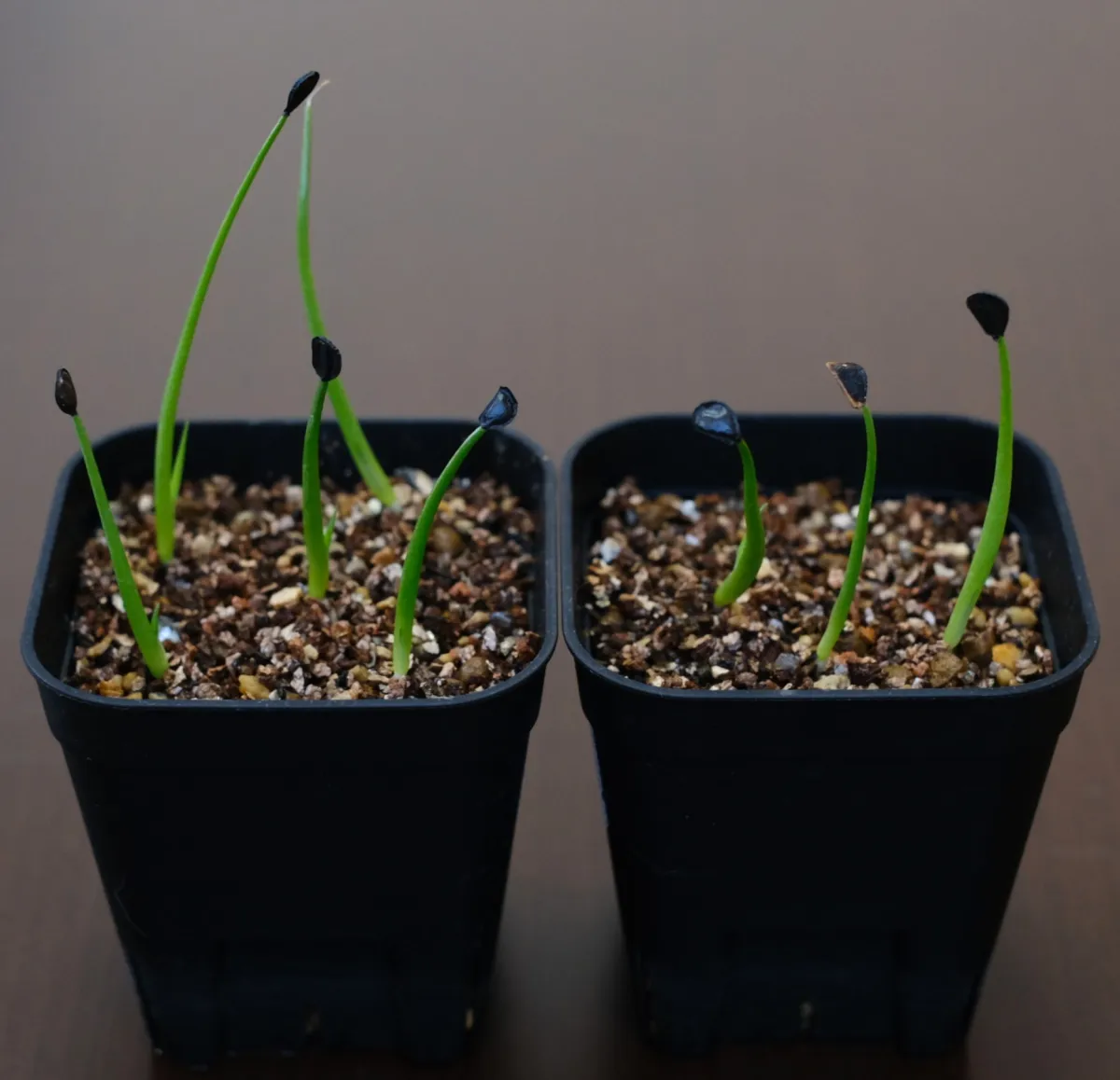 Agave potatorum Dwarf (アガベ ポタトラムドワーフ)