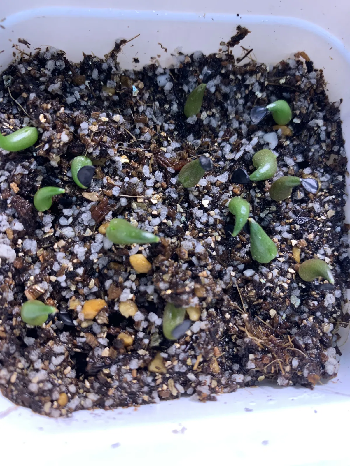 Agave oteroi (アガベ オテロイ)