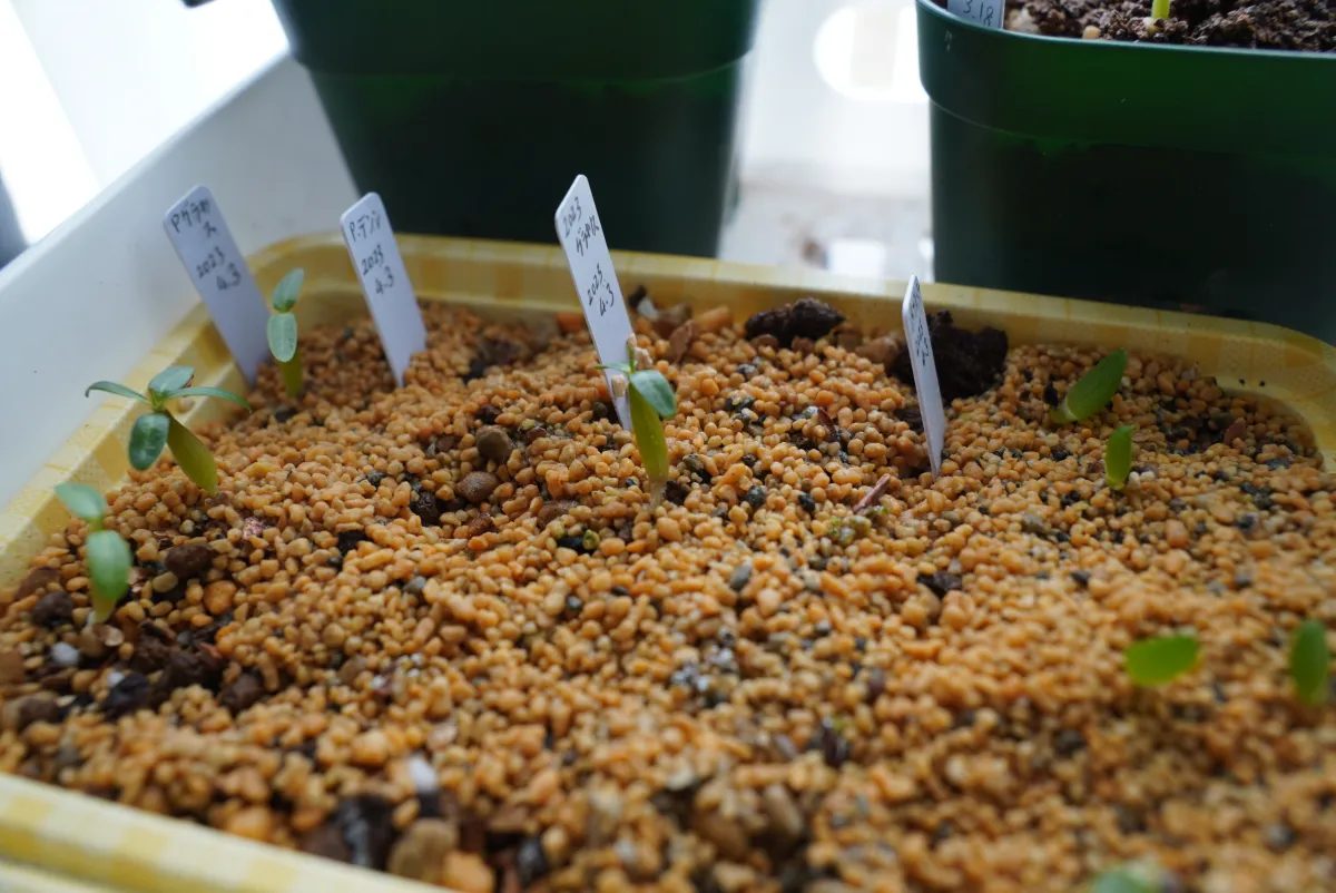 Pachypodium rosulatum var. gracilius (パキポディウム グラキリス)