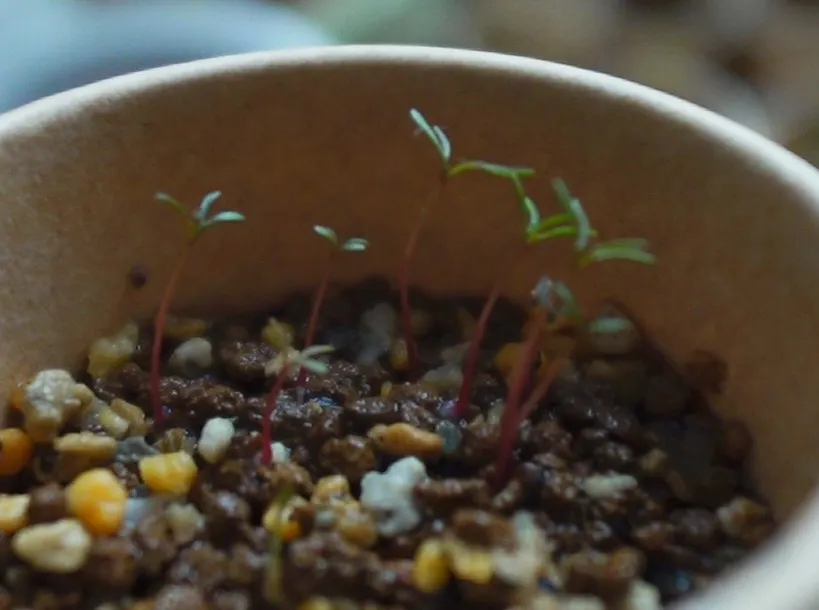 Eucalyptus latens 'Moon Lagoon' (ユーカリ ムーンラグーン)