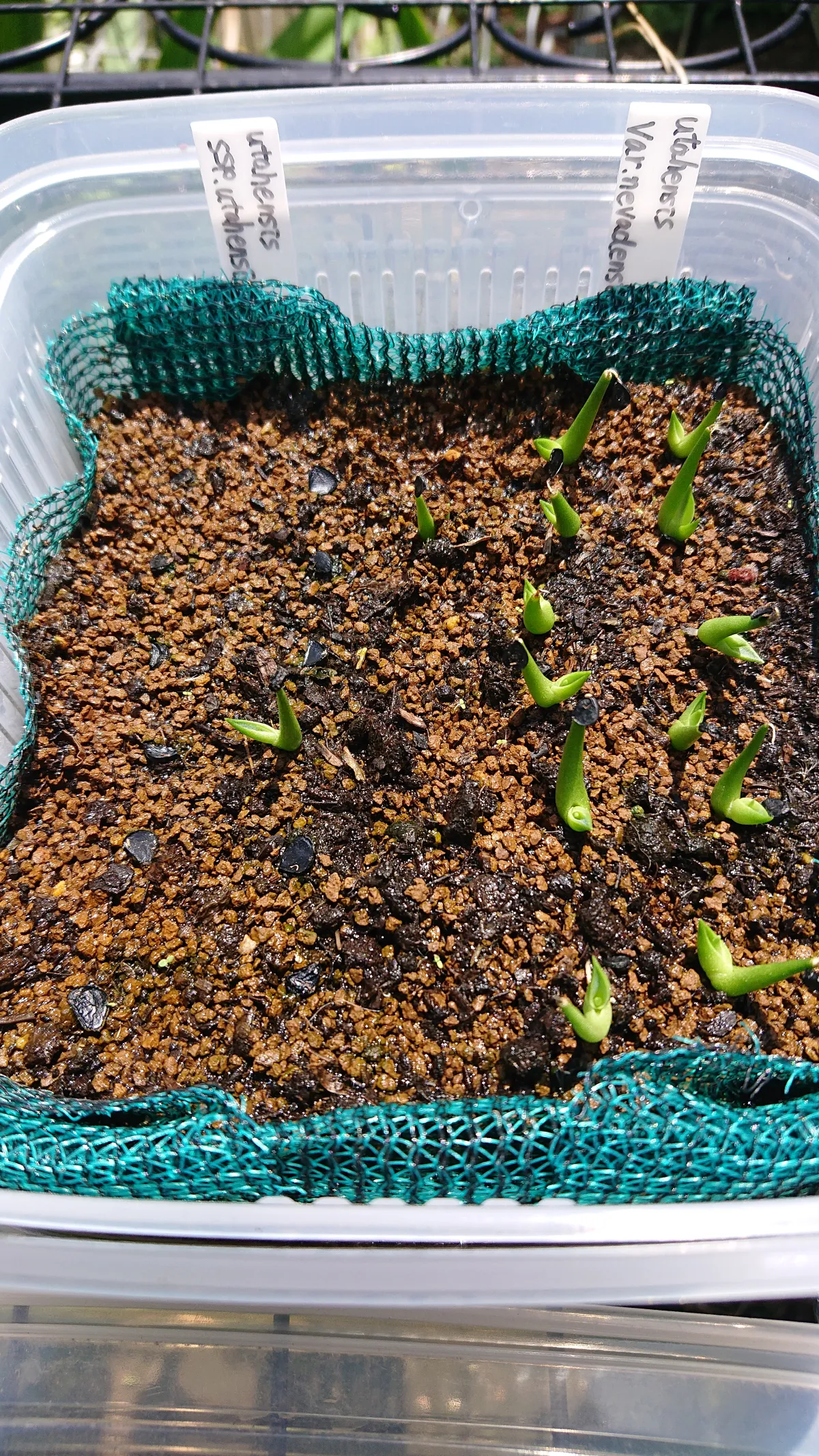 Agave utahensis ssp. utahensis (アガベ ユタエンシス)