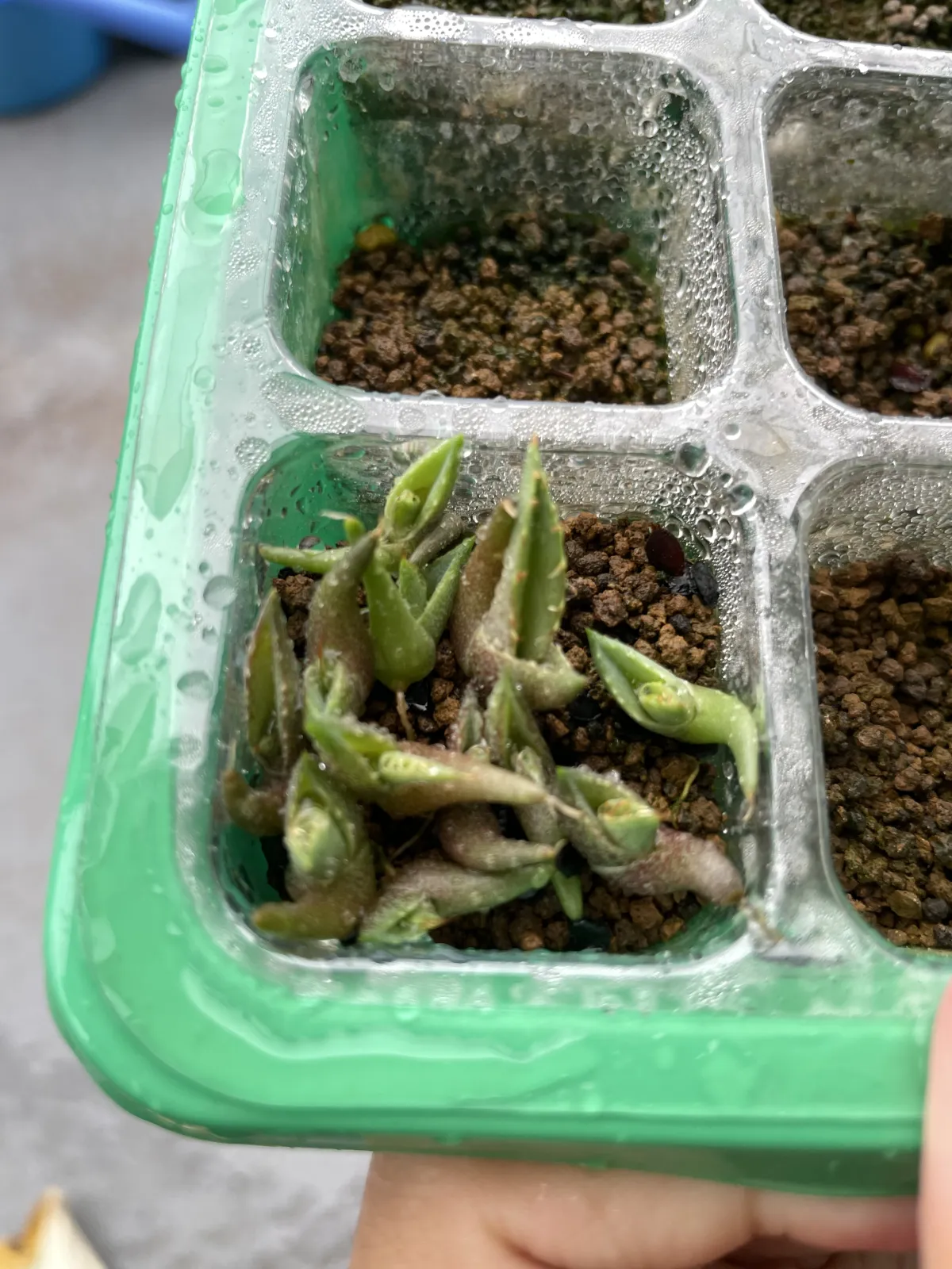 Agave titanota 'Blue' (アガベ チタノタブルー)