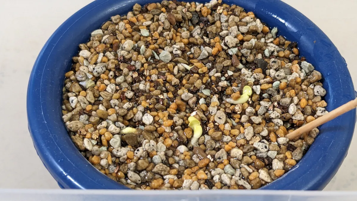 Pachypodium succulentum (パキポディウム サキュレンタム 天馬空)