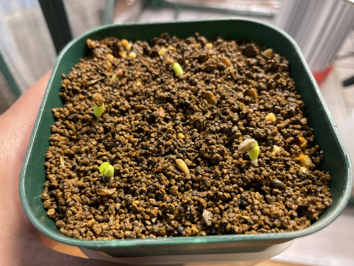 Pachypodium succulentum (パキポディウム サキュレンタム 天馬空)