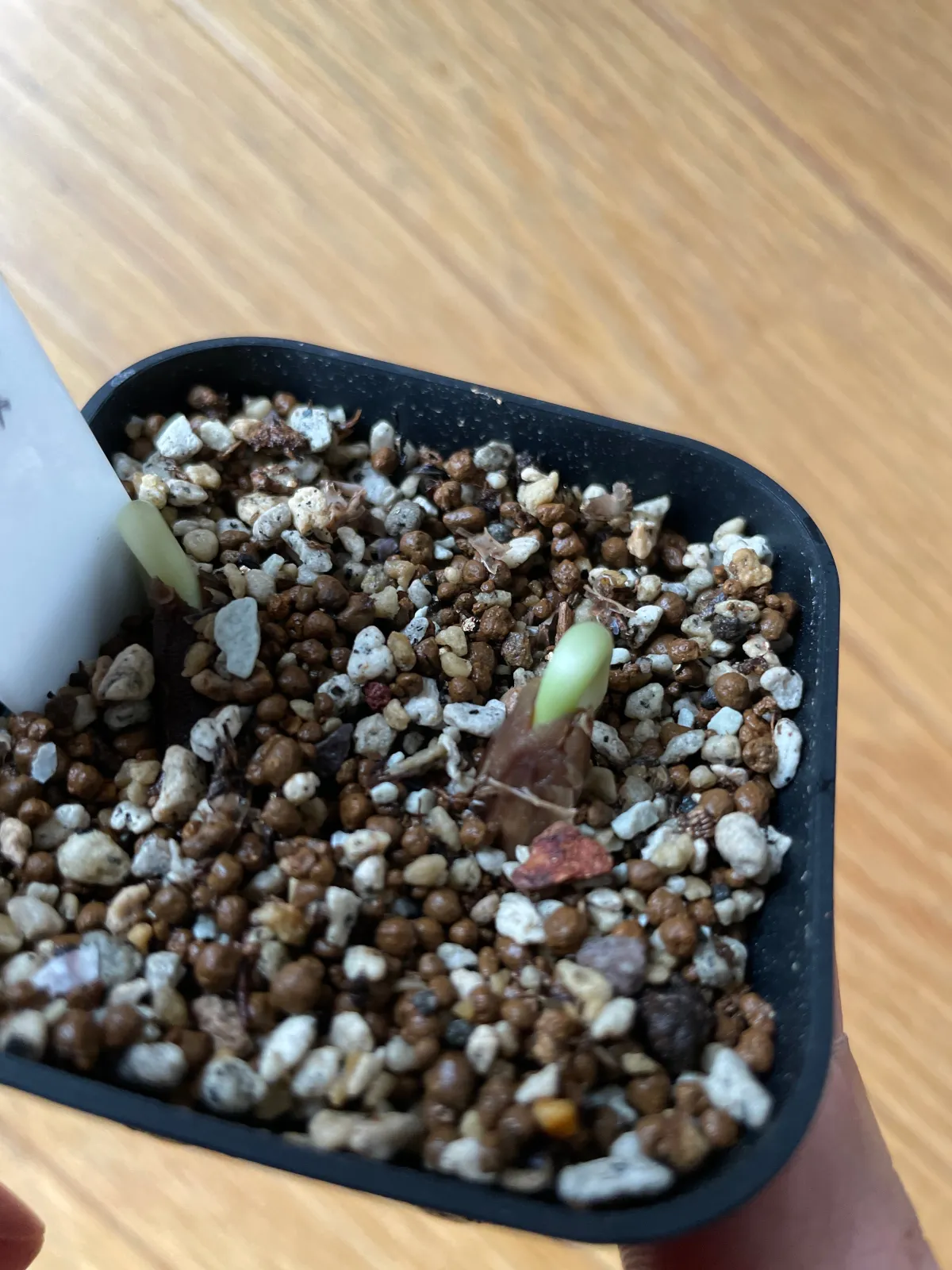 Delonix regia var. flavida (デロニクス レジア 鳳凰木)