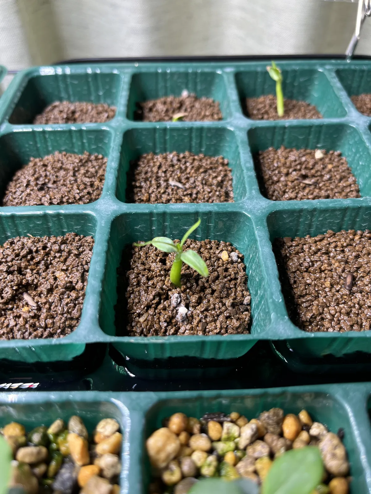 Pachypodium rosulatum ssp. cactipes (パキポディウム カクチペス)