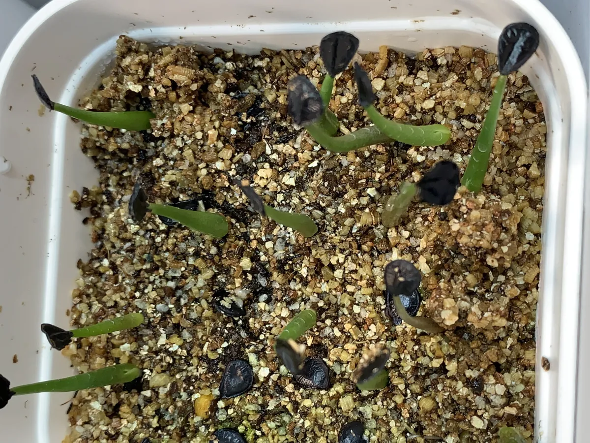 Agave montana (アガベ モンタナ)