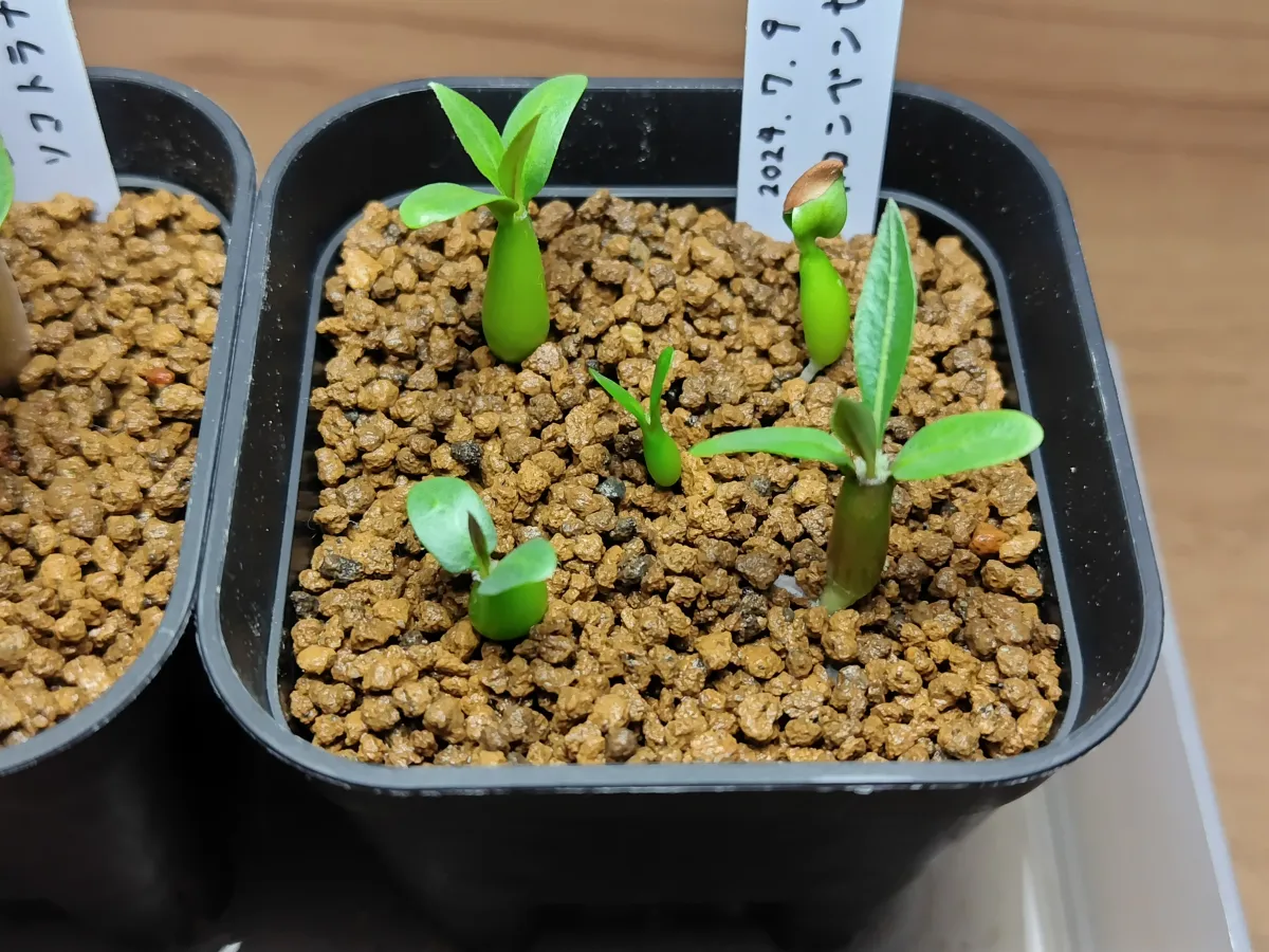 Pachypodium horombense (パキポディウム ホロンベンセ)