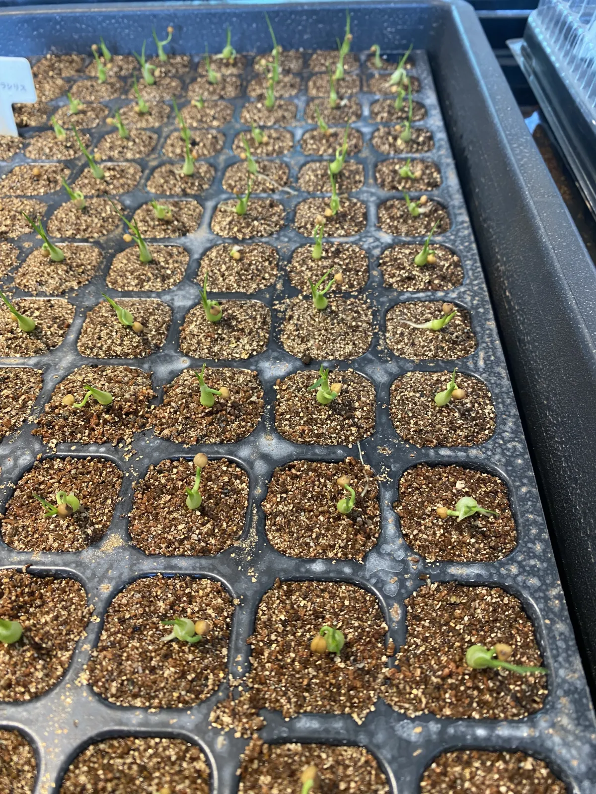 Beaucarnea gracilis (ボーカルネア グラキリス)