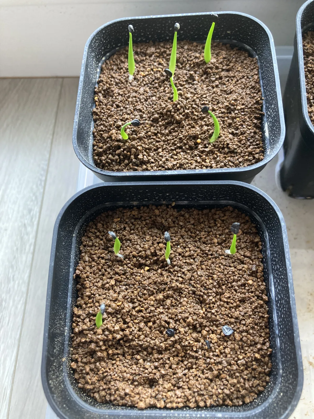 Agave utahensis var. eborispina (アガベ エボリスピナ)