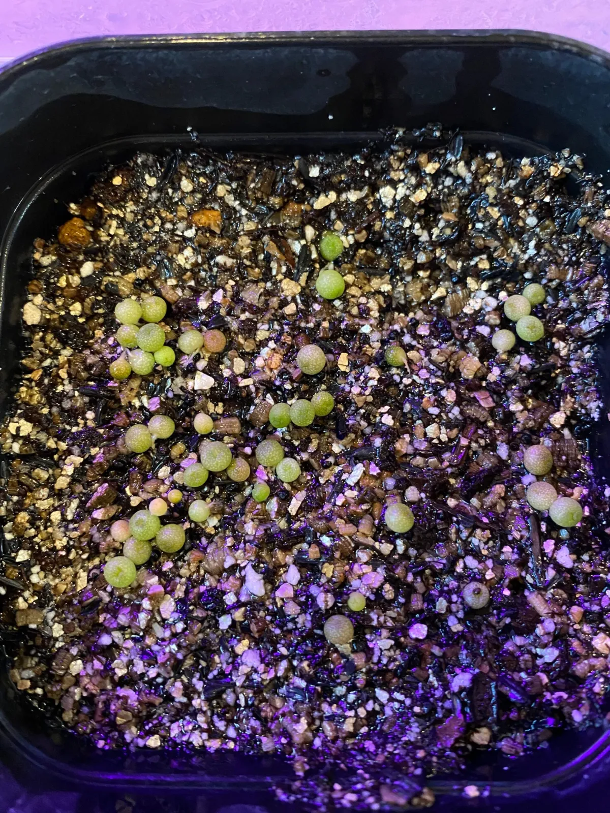 Lophophora williamsii (ロフォフォラ 鳥羽玉)