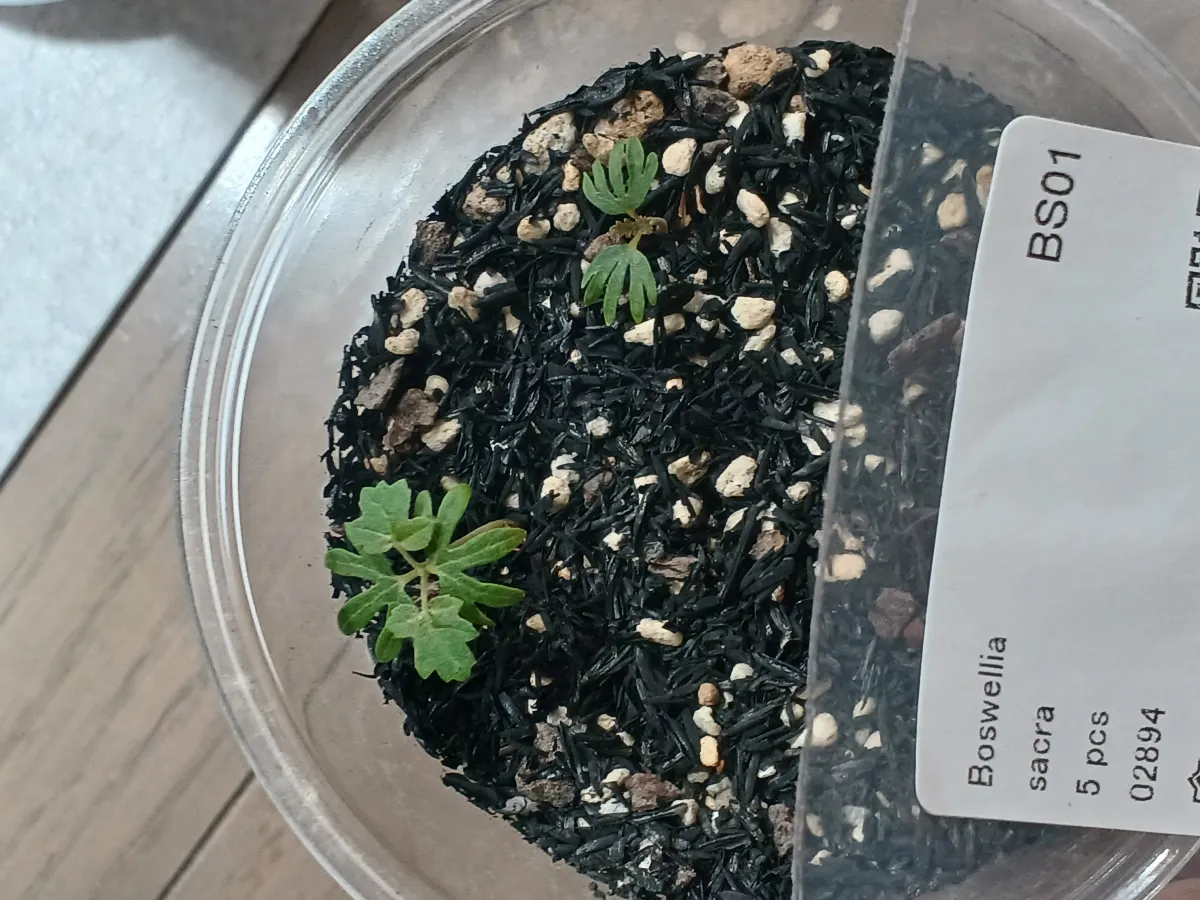 Boswellia sacra (ボスウェリア サクラ)