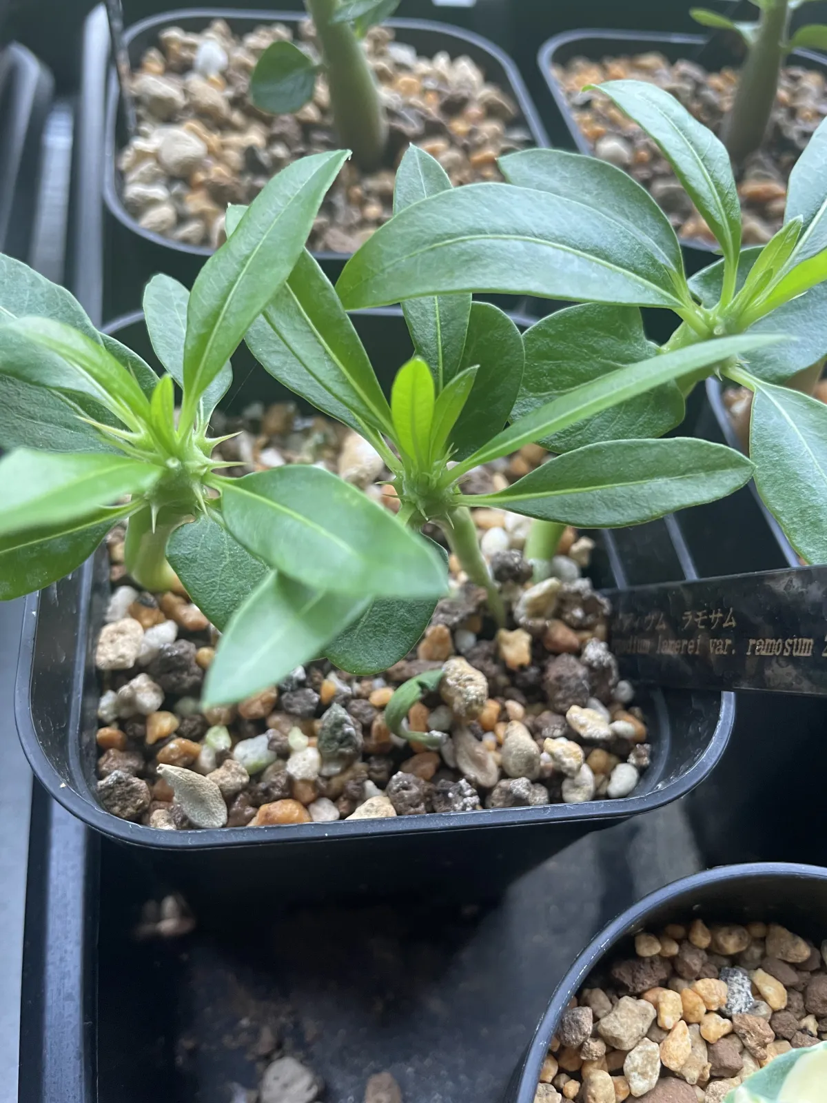 Pachypodium lamerei var. ramosum (パキポディウム ラモサム)