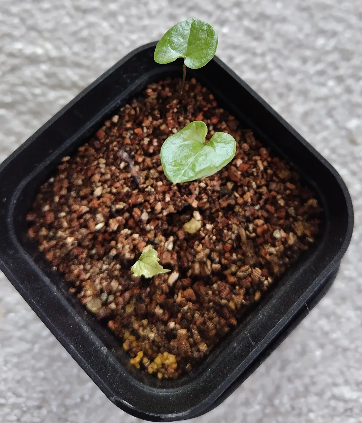 Dioscorea elephantipes (ディオスコレア エレファンティペス アフリカ亀甲竜)