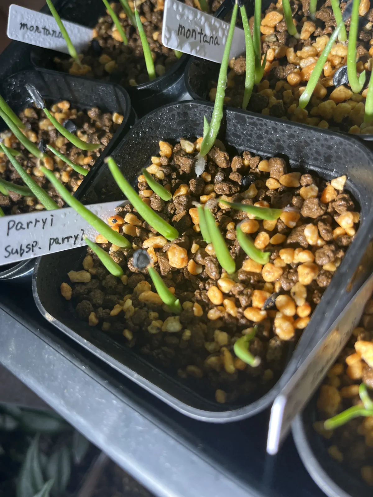 Agave parryi subsp. parryi (アガベ パリー)