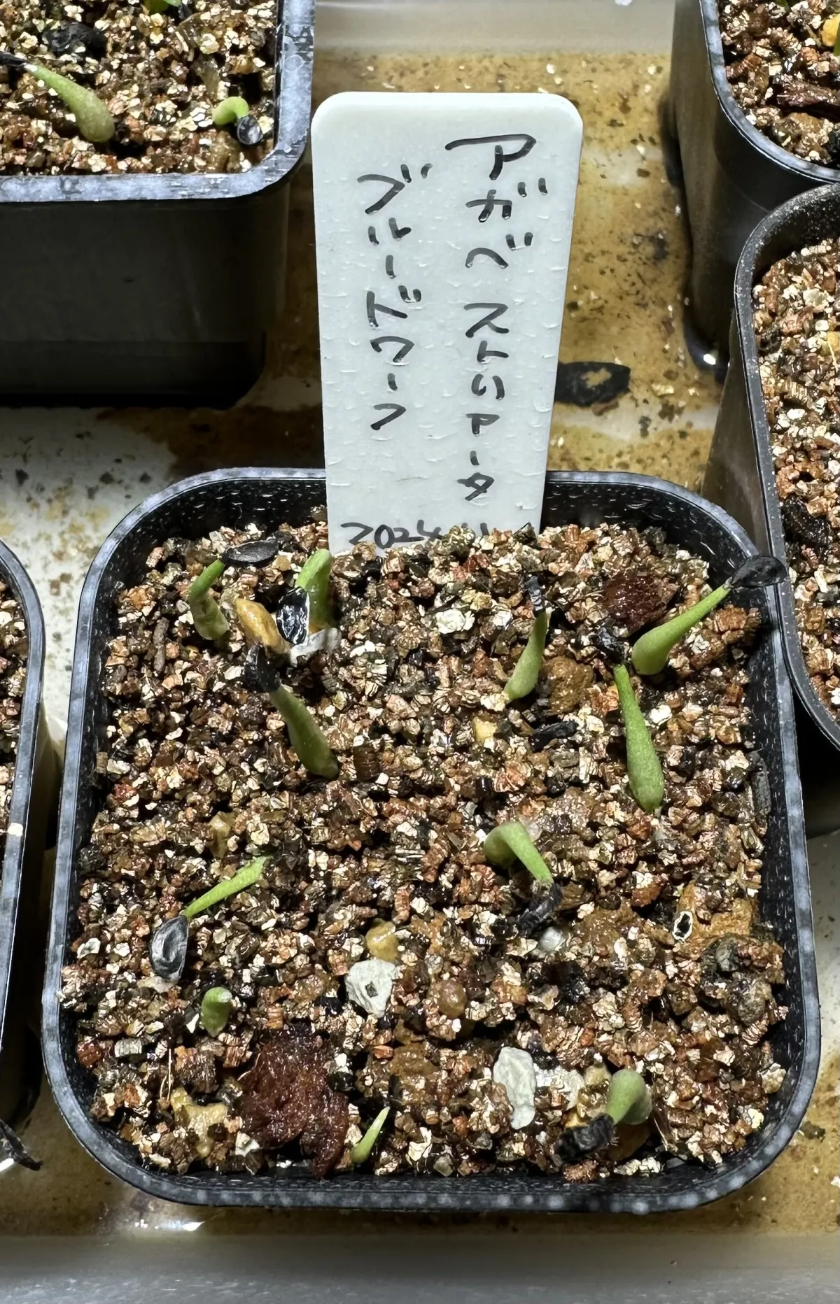 Agave striata subsp. striata Blue Dwarf (アガベ ストリアータ ブルードワーフ)