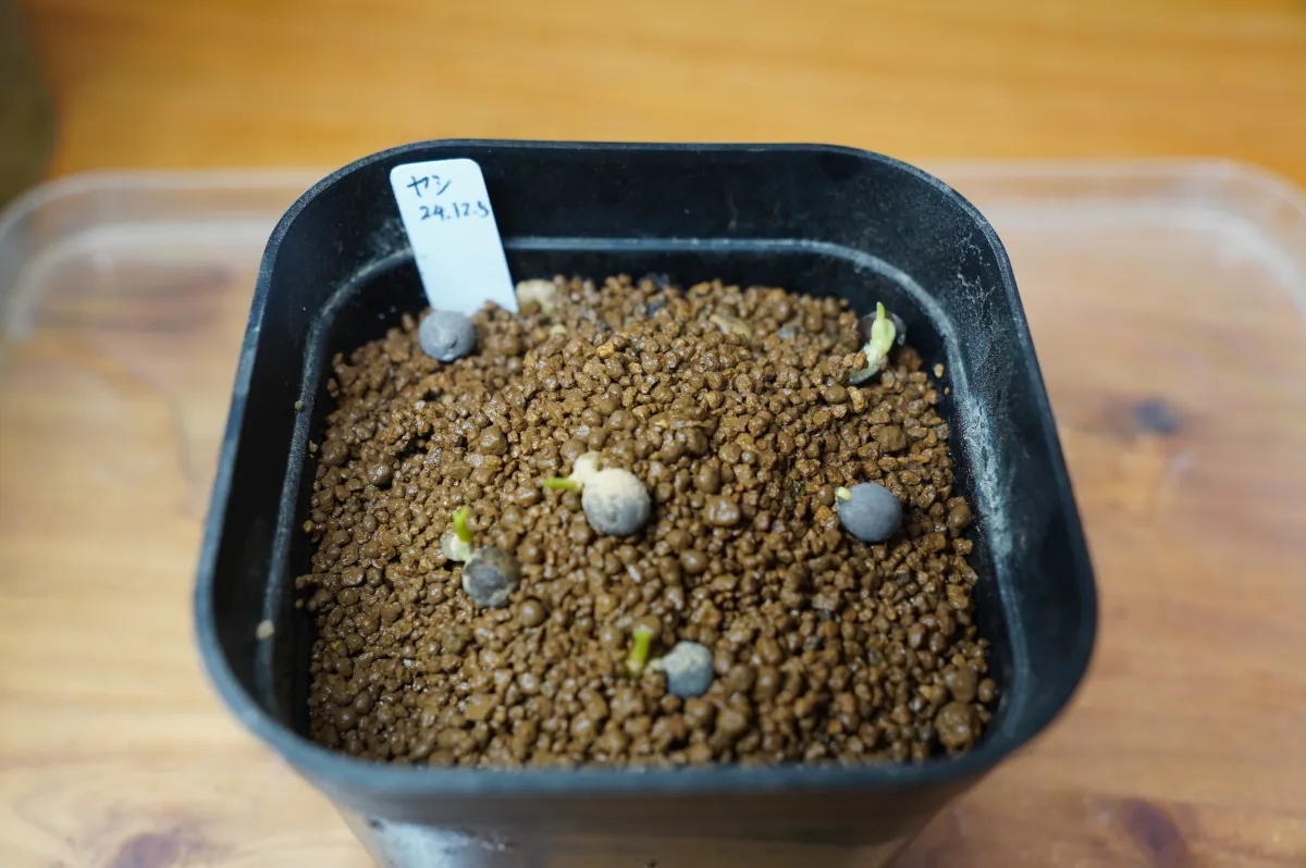 Ravenea rivularis Majesty Palm (ラベニア リブラリス)