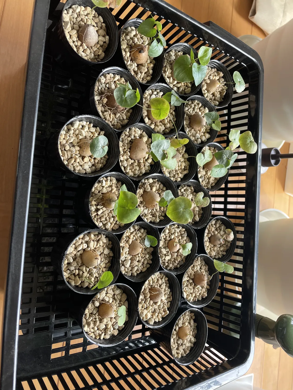 Dioscorea elephantipes (ディオスコレア エレファンティペス アフリカ亀甲竜)