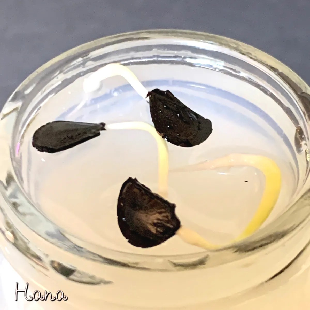 Agave cupreata (アガベ クプレアータ)