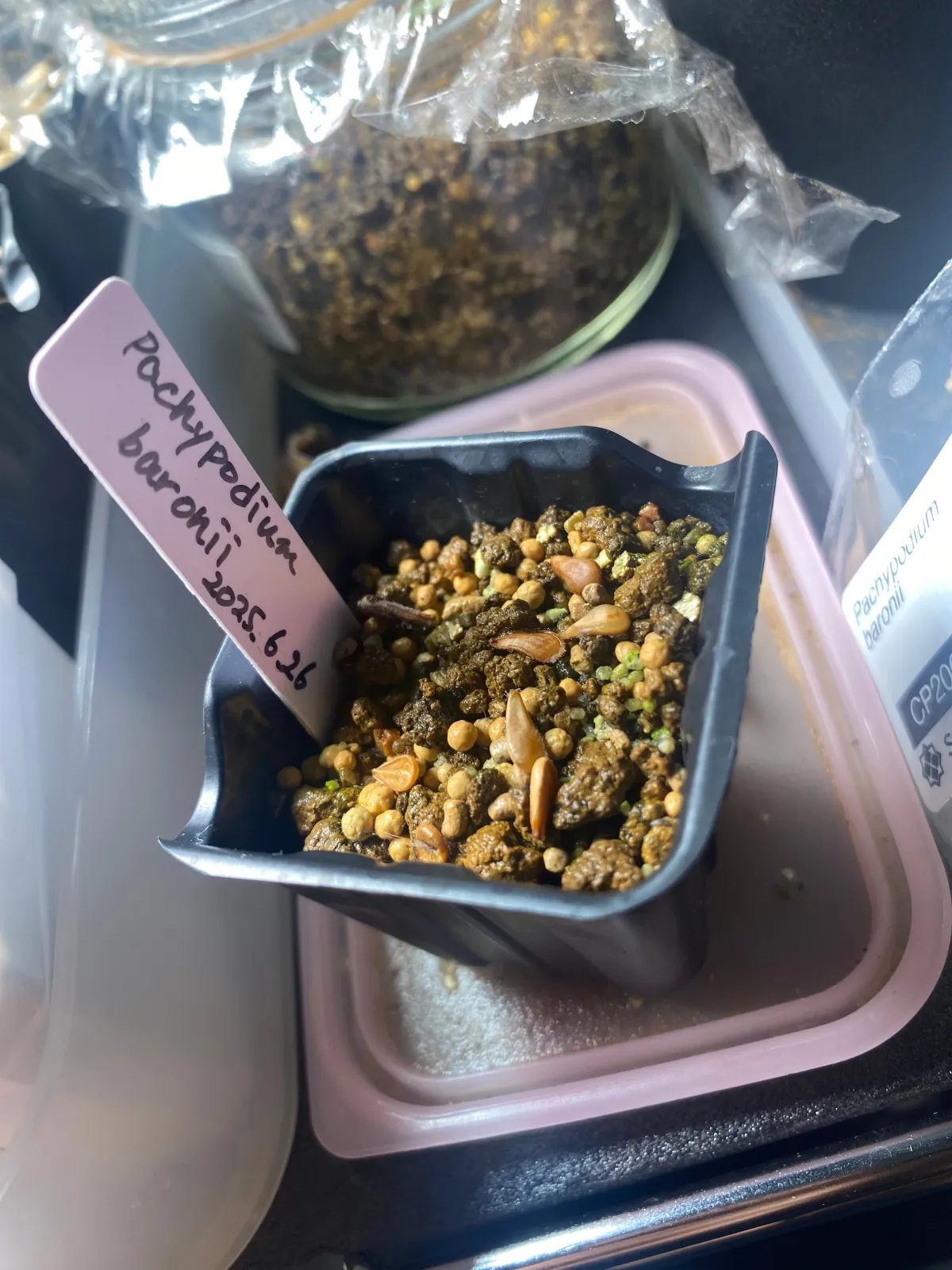 Pachypodium baronii (パキポディウム バロニー)