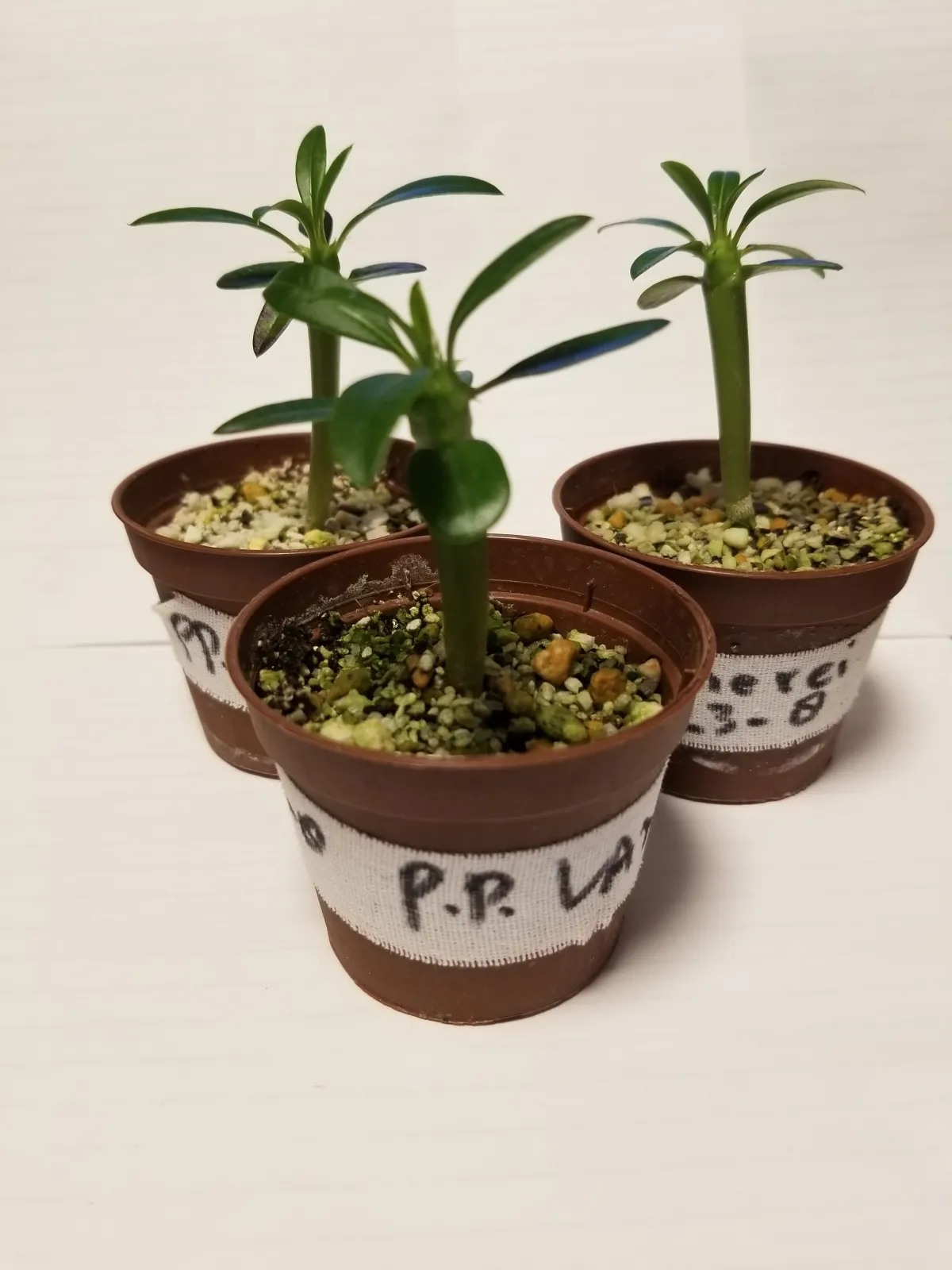 Pachypodium lamerei (パキポディウム ラメレイ 夢叶棒)