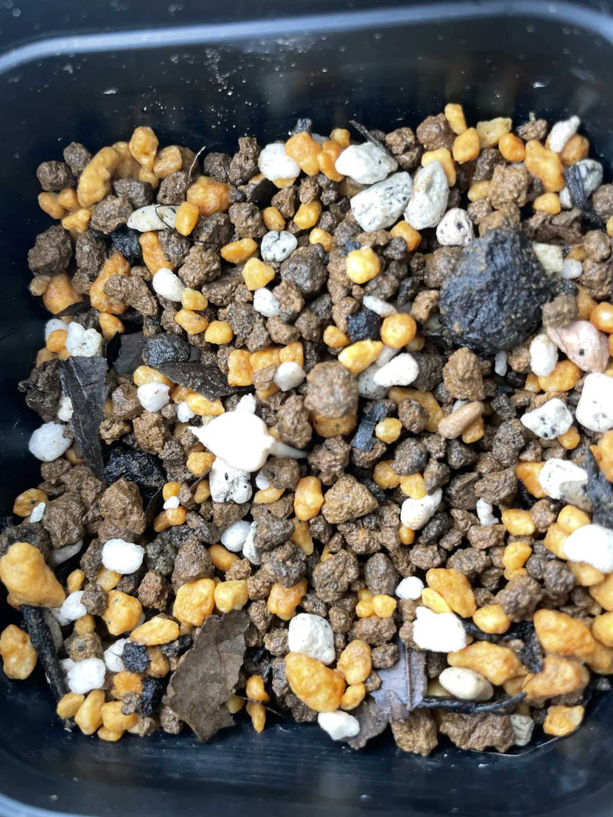 Welwitschia mirabilis (ウェルウィッチア ミラビリス 奇想天外)