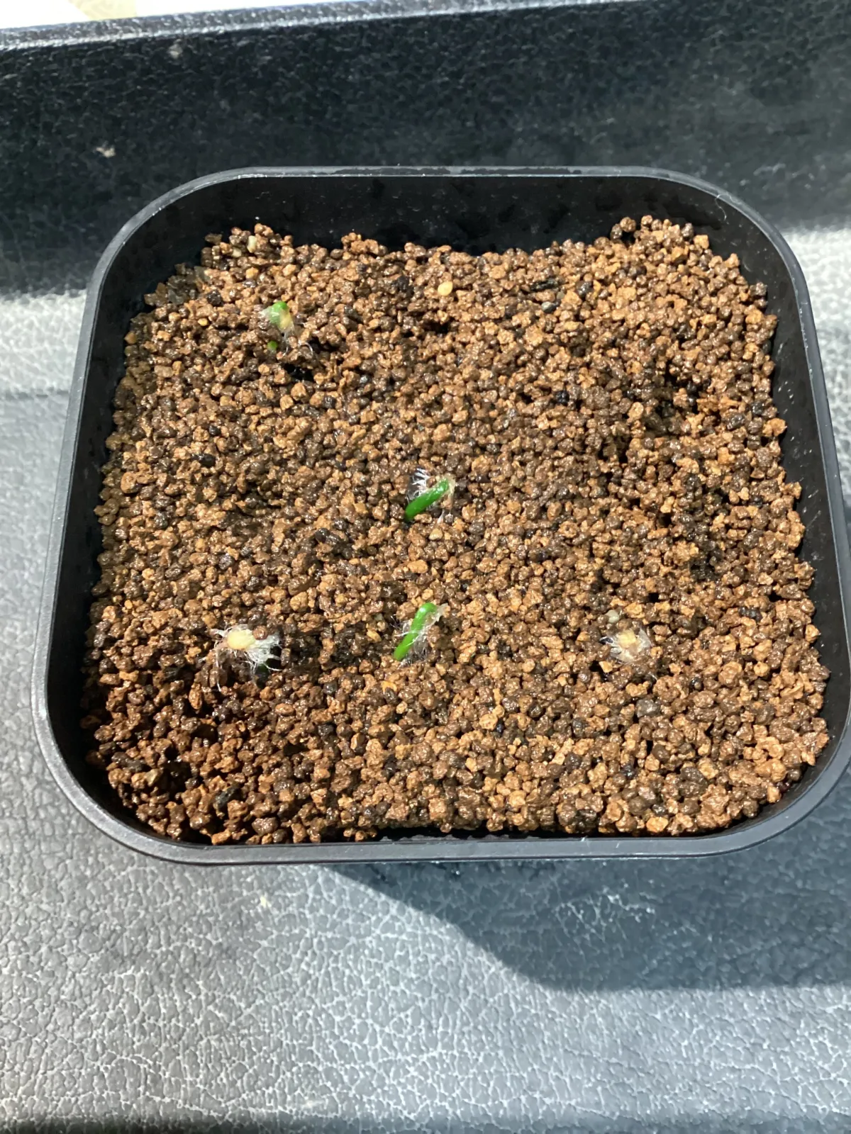 Eriospermum porphyrium (エリオスペルマム ポルフィリウム)