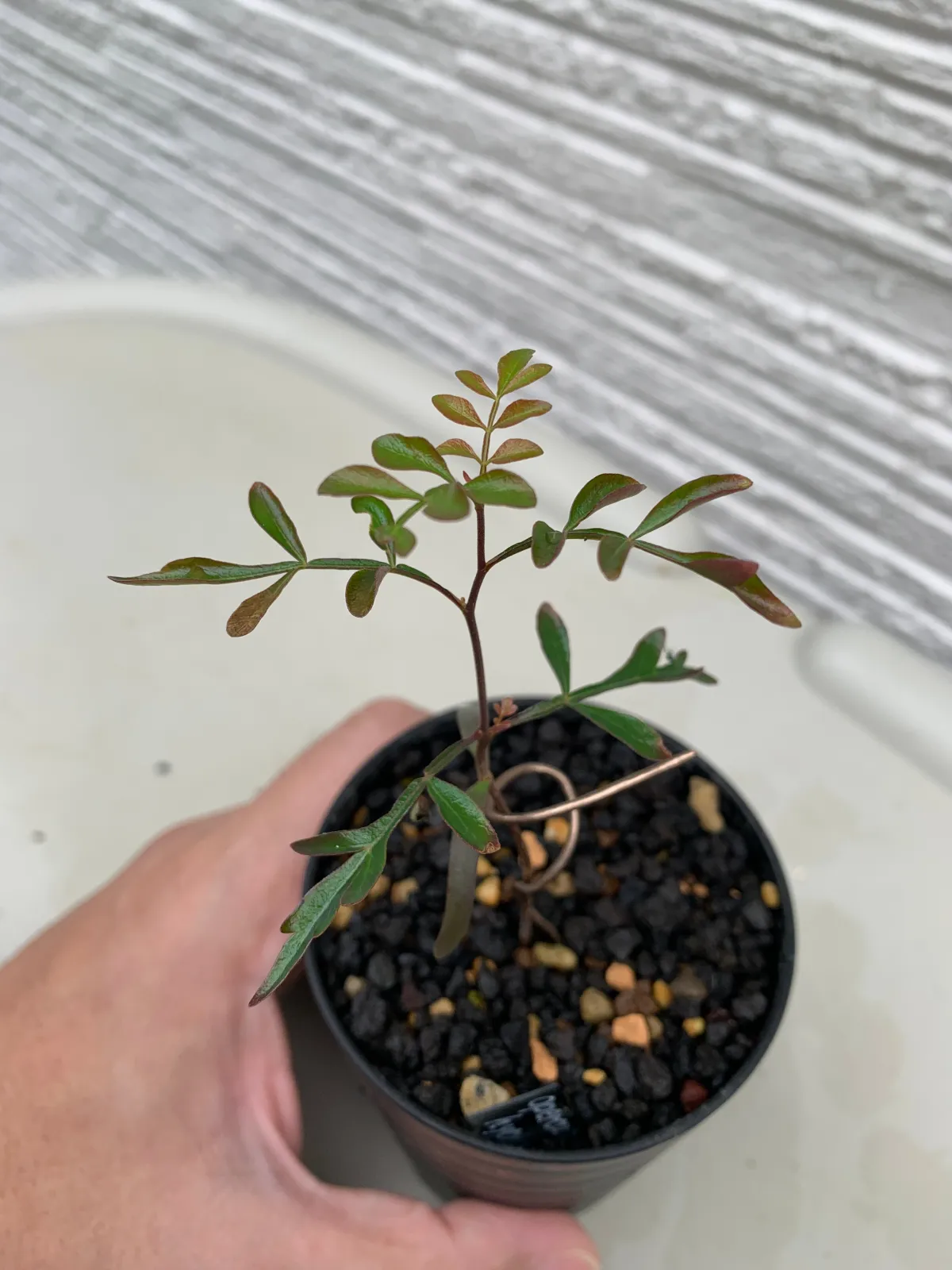 Operculicarya hyphaenoides (オペルクリカリア ヒファエノイデス)