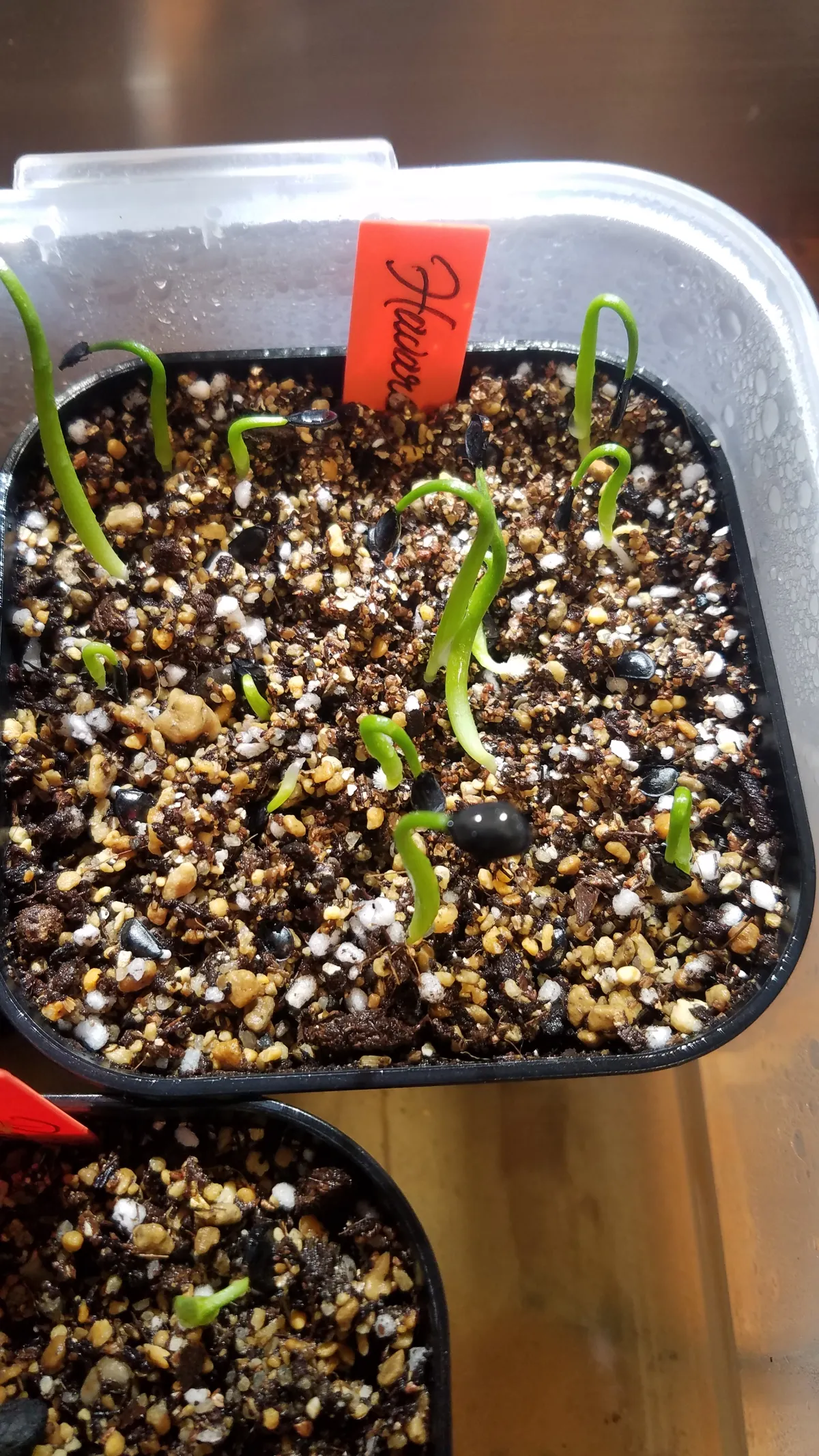 Agave havardiana (アガベ ハバルディアナ)